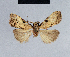  (Nola spermophaga4 - BC ZSM Lep 41713)  @12 [ ] CreativeCommons - Attribution Non-Commercial Share-Alike (2010) Axel Hausmann/Bavarian State Collection of Zoology (ZSM) SNSB, Zoologische Staatssammlung Muenchen
