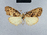  (Nola dochmographa1 - BC ZSM Lep 41717)  @11 [ ] CreativeCommons - Attribution Non-Commercial Share-Alike (2010) Axel Hausmann/Bavarian State Collection of Zoology (ZSM) SNSB, Zoologische Staatssammlung Muenchen