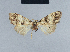  (Nola grau5 - BC ZSM Lep 41723)  @11 [ ] CreativeCommons - Attribution Non-Commercial Share-Alike (2010) Axel Hausmann/Bavarian State Collection of Zoology (ZSM) SNSB, Zoologische Staatssammlung Muenchen