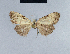  (Nola indeterminata - BC ZSM Lep 41724)  @12 [ ] CreativeCommons - Attribution Non-Commercial Share-Alike (2010) Axel Hausmann/Bavarian State Collection of Zoology (ZSM) SNSB, Zoologische Staatssammlung Muenchen