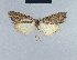  (Nola tanz4 - BC ZSM Lep 41726)  @11 [ ] CreativeCommons - Attribution Non-Commercial Share-Alike (2010) Axel Hausmann/Bavarian State Collection of Zoology (ZSM) SNSB, Zoologische Staatssammlung Muenchen