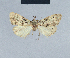  (Meganola meridianissima - BC ZSM Lep 41728)  @12 [ ] CreativeCommons - Attribution Non-Commercial Share-Alike (2010) Axel Hausmann/Bavarian State Collection of Zoology (ZSM) SNSB, Zoologische Staatssammlung Muenchen