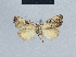  (Meganola zolotuhini - BC ZSM Lep 41731)  @13 [ ] CreativeCommons - Attribution Non-Commercial Share-Alike (2010) Axel Hausmann/Bavarian State Collection of Zoology (ZSM) SNSB, Zoologische Staatssammlung Muenchen