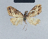  (Nola matengona2 - BC ZSM Lep 41733)  @12 [ ] CreativeCommons - Attribution Non-Commercial Share-Alike (2010) Axel Hausmann/Bavarian State Collection of Zoology (ZSM) SNSB, Zoologische Staatssammlung Muenchen