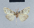  (Meganola leucometabola - BC ZSM Lep 41734)  @13 [ ] CreativeCommons - Attribution Non-Commercial Share-Alike (2010) Axel Hausmann/Bavarian State Collection of Zoology (ZSM) SNSB, Zoologische Staatssammlung Muenchen