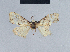  (Nola mesonephele2 - BC ZSM Lep 41735)  @11 [ ] CreativeCommons - Attribution Non-Commercial Share-Alike (2010) Axel Hausmann/Bavarian State Collection of Zoology (ZSM) SNSB, Zoologische Staatssammlung Muenchen