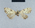  (Nola mesonephele3 - BC ZSM Lep 41736)  @11 [ ] CreativeCommons - Attribution Non-Commercial Share-Alike (2010) Axel Hausmann/Bavarian State Collection of Zoology (ZSM) SNSB, Zoologische Staatssammlung Muenchen