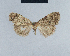 (Nola perfusca1 - BC ZSM Lep 41740)  @11 [ ] CreativeCommons - Attribution Non-Commercial Share-Alike (2010) Axel Hausmann/Bavarian State Collection of Zoology (ZSM) SNSB, Zoologische Staatssammlung Muenchen