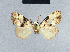  (Meganola diagrapha - BC ZSM Lep 41741)  @13 [ ] CreativeCommons - Attribution Non-Commercial Share-Alike (2010) Axel Hausmann/Bavarian State Collection of Zoology (ZSM) SNSB, Zoologische Staatssammlung Muenchen