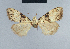 ( - BC ZSM Lep 41742)  @12 [ ] CreativeCommons - Attribution Non-Commercial Share-Alike (2010) Axel Hausmann/Bavarian State Collection of Zoology (ZSM) SNSB, Zoologische Staatssammlung Muenchen