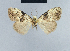  (Nola chionea4 - BC ZSM Lep 41743)  @11 [ ] CreativeCommons - Attribution Non-Commercial Share-Alike (2010) Axel Hausmann/Bavarian State Collection of Zoology (ZSM) SNSB, Zoologische Staatssammlung Muenchen