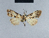  (Nola chionea1 - BC ZSM Lep 41744)  @13 [ ] CreativeCommons - Attribution Non-Commercial Share-Alike (2010) Axel Hausmann/Bavarian State Collection of Zoology (ZSM) SNSB, Zoologische Staatssammlung Muenchen