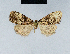  (Nola chionea2 - BC ZSM Lep 41746)  @13 [ ] CreativeCommons - Attribution Non-Commercial Share-Alike (2010) Axel Hausmann/Bavarian State Collection of Zoology (ZSM) SNSB, Zoologische Staatssammlung Muenchen
