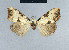  ( - BC ZSM Lep 41747)  @11 [ ] CreativeCommons - Attribution Non-Commercial Share-Alike (2010) Axel Hausmann/Bavarian State Collection of Zoology (ZSM) SNSB, Zoologische Staatssammlung Muenchen