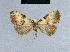  (Nola mesothermoides - BC ZSM Lep 41748)  @12 [ ] CreativeCommons - Attribution Non-Commercial Share-Alike (2010) Axel Hausmann/Bavarian State Collection of Zoology (ZSM) SNSB, Zoologische Staatssammlung Muenchen