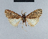  (Nola nigroradiata3 - BC ZSM Lep 41749)  @11 [ ] CreativeCommons - Attribution Non-Commercial Share-Alike (2010) Axel Hausmann/Bavarian State Collection of Zoology (ZSM) SNSB, Zoologische Staatssammlung Muenchen