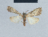  (Nola indet2 - BC ZSM Lep 41754)  @13 [ ] CreativeCommons - Attribution Non-Commercial Share-Alike (2010) Axel Hausmann/Bavarian State Collection of Zoology (ZSM) SNSB, Zoologische Staatssammlung Muenchen