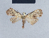  (Nola indet3 - BC ZSM Lep 41755)  @11 [ ] CreativeCommons - Attribution Non-Commercial Share-Alike (2010) Axel Hausmann/Bavarian State Collection of Zoology (ZSM) SNSB, Zoologische Staatssammlung Muenchen