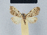  (Nola indet4 - BC ZSM Lep 41756)  @11 [ ] CreativeCommons - Attribution Non-Commercial Share-Alike (2010) Axel Hausmann/Bavarian State Collection of Zoology (ZSM) SNSB, Zoologische Staatssammlung Muenchen
