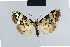  (Meganola nivosa - BC ZSM Lep 41782)  @13 [ ] CreativeCommons - Attribution Non-Commercial Share-Alike (2010) Axel Hausmann/Bavarian State Collection of Zoology (ZSM) SNSB, Zoologische Staatssammlung Muenchen
