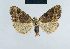  (Meganola dochmographa - BC ZSM Lep 41785)  @14 [ ] CreativeCommons - Attribution Non-Commercial Share-Alike (2010) Axel Hausmann/Bavarian State Collection of Zoology (ZSM) SNSB, Zoologische Staatssammlung Muenchen