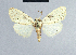  ( - BC ZSM Lep 41788)  @13 [ ] CreativeCommons - Attribution Non-Commercial Share-Alike (2010) Axel Hausmann/Bavarian State Collection of Zoology (ZSM) SNSB, Zoologische Staatssammlung Muenchen