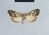 (Meganola ronkayiana - BC ZSM Lep 41791)  @13 [ ] CreativeCommons - Attribution Non-Commercial Share-Alike (2010) Axel Hausmann/Bavarian State Collection of Zoology (ZSM) SNSB, Zoologische Staatssammlung Muenchen