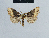  ( - BC ZSM Lep 41794)  @13 [ ] CreativeCommons - Attribution Non-Commercial Share-Alike (2010) Axel Hausmann/Bavarian State Collection of Zoology (ZSM) SNSB, Zoologische Staatssammlung Muenchen