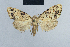  (Meganola melanographa - BC ZSM Lep 41795)  @13 [ ] CreativeCommons - Attribution Non-Commercial Share-Alike (2010) Axel Hausmann/Bavarian State Collection of Zoology (ZSM) SNSB, Zoologische Staatssammlung Muenchen
