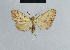  ( - BC ZSM Lep 41796)  @11 [ ] CreativeCommons - Attribution Non-Commercial Share-Alike (2010) Axel Hausmann/Bavarian State Collection of Zoology (ZSM) SNSB, Zoologische Staatssammlung Muenchen