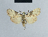  ( - BC ZSM Lep 41797)  @13 [ ] CreativeCommons - Attribution Non-Commercial Share-Alike (2010) Axel Hausmann/Bavarian State Collection of Zoology (ZSM) SNSB, Zoologische Staatssammlung Muenchen