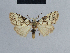  (Meganola usambarana - BC ZSM Lep 41800)  @13 [ ] CreativeCommons - Attribution Non-Commercial Share-Alike (2010) Axel Hausmann/Bavarian State Collection of Zoology (ZSM) SNSB, Zoologische Staatssammlung Muenchen