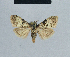  ( - BC ZSM Lep 41801)  @11 [ ] CreativeCommons - Attribution Non-Commercial Share-Alike (2010) Axel Hausmann/Bavarian State Collection of Zoology (ZSM) SNSB, Zoologische Staatssammlung Muenchen