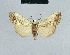  ( - BC ZSM Lep 41802)  @13 [ ] CreativeCommons - Attribution Non-Commercial Share-Alike (2010) Axel Hausmann/Bavarian State Collection of Zoology (ZSM) SNSB, Zoologische Staatssammlung Muenchen