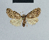  (Nola tanzaniae1 - BC ZSM Lep 41803)  @11 [ ] CreativeCommons - Attribution Non-Commercial Share-Alike (2010) Axel Hausmann/Bavarian State Collection of Zoology (ZSM) SNSB, Zoologische Staatssammlung Muenchen