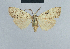  (Meganola goateri - BC ZSM Lep 41810)  @13 [ ] CreativeCommons - Attribution Non-Commercial Share-Alike (2010) Axel Hausmann/Bavarian State Collection of Zoology (ZSM) SNSB, Zoologische Staatssammlung Muenchen