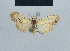  (Nola tanzaniae4 - BC ZSM Lep 41811)  @11 [ ] CreativeCommons - Attribution Non-Commercial Share-Alike (2010) Axel Hausmann/Bavarian State Collection of Zoology (ZSM) SNSB, Zoologische Staatssammlung Muenchen