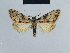  ( - BC ZSM Lep 41812)  @12 [ ] CreativeCommons - Attribution Non-Commercial Share-Alike (2010) Axel Hausmann/Bavarian State Collection of Zoology (ZSM) SNSB, Zoologische Staatssammlung Muenchen