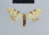  (Nola usambai - BC ZSM Lep 41813)  @13 [ ] CreativeCommons - Attribution Non-Commercial Share-Alike (2010) Axel Hausmann/Bavarian State Collection of Zoology (ZSM) SNSB, Zoologische Staatssammlung Muenchen