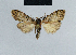  ( - BC ZSM Lep 41814)  @12 [ ] CreativeCommons - Attribution Non-Commercial Share-Alike (2010) Axel Hausmann/Bavarian State Collection of Zoology (ZSM) SNSB, Zoologische Staatssammlung Muenchen