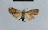  (Meganola laszloiana - BC ZSM Lep 41815)  @12 [ ] CreativeCommons - Attribution Non-Commercial Share-Alike (2010) Axel Hausmann/Bavarian State Collection of Zoology (ZSM) SNSB, Zoologische Staatssammlung Muenchen