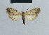  (Nola adelpha - BC ZSM Lep 41816)  @14 [ ] CreativeCommons - Attribution Non-Commercial Share-Alike (2010) Axel Hausmann/Bavarian State Collection of Zoology (ZSM) SNSB, Zoologische Staatssammlung Muenchen