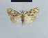  (Nola nigroadiata1 - BC ZSM Lep 41817)  @11 [ ] CreativeCommons - Attribution Non-Commercial Share-Alike (2010) Axel Hausmann/Bavarian State Collection of Zoology (ZSM) SNSB, Zoologische Staatssammlung Muenchen