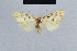  ( - BC ZSM Lep 41818)  @12 [ ] CreativeCommons - Attribution Non-Commercial Share-Alike (2010) Axel Hausmann/Bavarian State Collection of Zoology (ZSM) SNSB, Zoologische Staatssammlung Muenchen