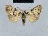  (Meganola usambaraba - BC ZSM Lep 41819)  @13 [ ] CreativeCommons - Attribution Non-Commercial Share-Alike (2010) Axel Hausmann/Bavarian State Collection of Zoology (ZSM) SNSB, Zoologische Staatssammlung Muenchen