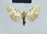  (Meganola argyromorpha - BC ZSM Lep 41820)  @13 [ ] CreativeCommons - Attribution Non-Commercial Share-Alike (2010) Axel Hausmann/Bavarian State Collection of Zoology (ZSM) SNSB, Zoologische Staatssammlung Muenchen