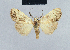  ( - BC ZSM Lep 41821)  @13 [ ] CreativeCommons - Attribution Non-Commercial Share-Alike (2010) Axel Hausmann/Bavarian State Collection of Zoology (ZSM) SNSB, Zoologische Staatssammlung Muenchen