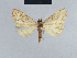  (Meganola loxoleuca - BC ZSM Lep 41822)  @13 [ ] CreativeCommons - Attribution Non-Commercial Share-Alike (2010) Axel Hausmann/Bavarian State Collection of Zoology (ZSM) SNSB, Zoologische Staatssammlung Muenchen