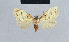  (Meganola xanthomorpha - BC ZSM Lep 41824)  @13 [ ] CreativeCommons - Attribution Non-Commercial Share-Alike (2010) Axel Hausmann/Bavarian State Collection of Zoology (ZSM) SNSB, Zoologische Staatssammlung Muenchen