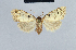  ( - BC ZSM Lep 41825)  @13 [ ] CreativeCommons - Attribution Non-Commercial Share-Alike (2010) Axel Hausmann/Bavarian State Collection of Zoology (ZSM) SNSB, Zoologische Staatssammlung Muenchen